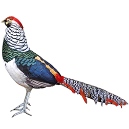 Lady Amherst's Pheasant